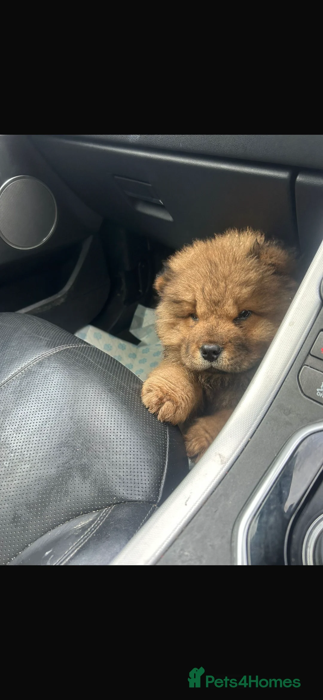 Chow Chow dogs for sale: 2 males 1 female ready from 1st Feb  - Advert 3