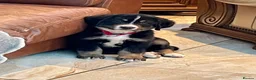 Bernese Mountain Dog dogs for sale: Stunning puppies! - Advert 3