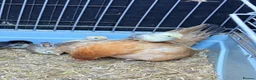 Chickens poultry for sale: Serama Chicks  - Advert 7