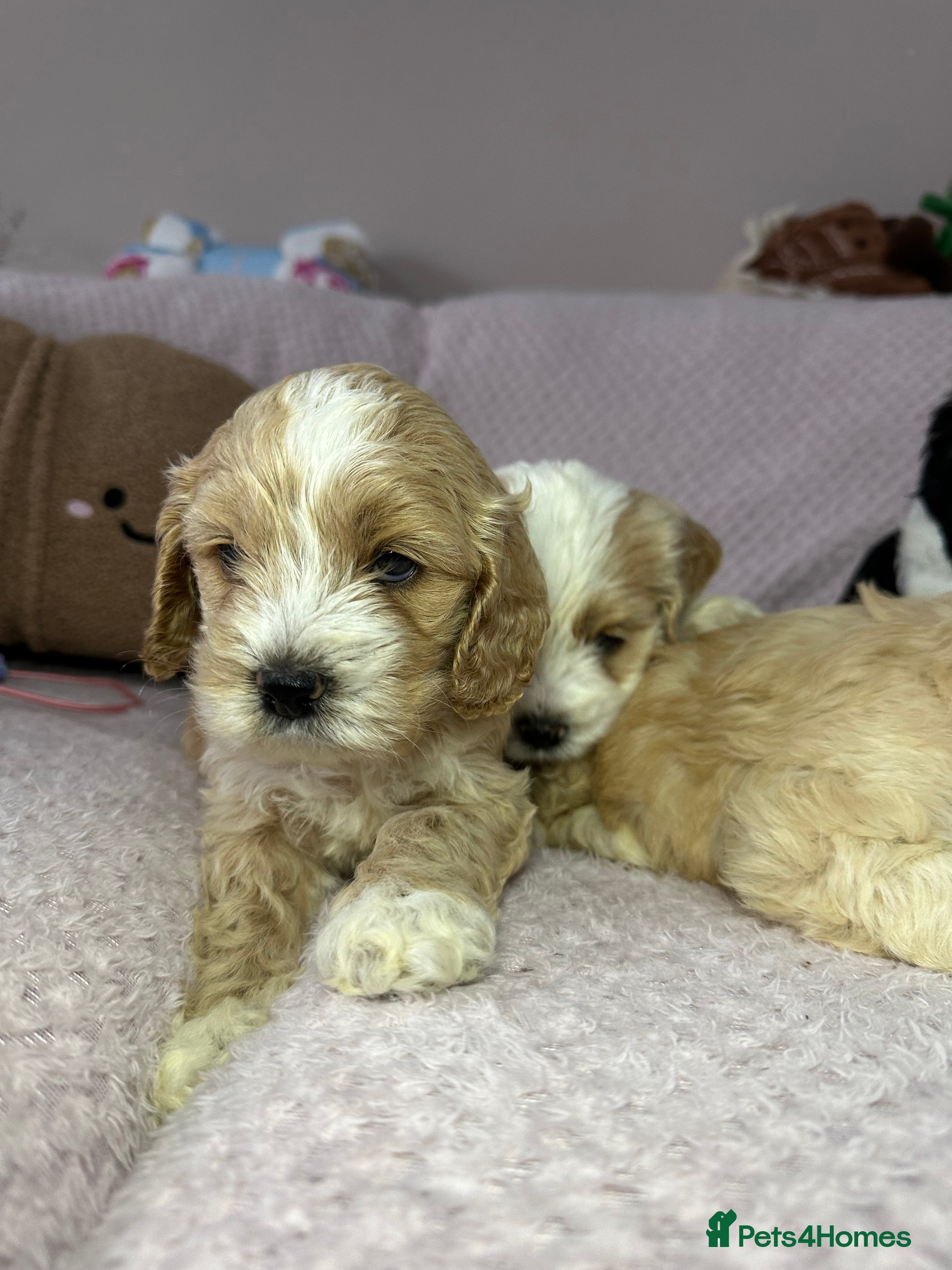 Cockapoo dogs Cockerpoo puppies READY NOW ! - Advert 4