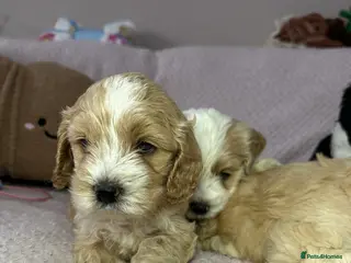 Cockapoo dogs Cockerpoo puppies READY NOW ! - Advert 4