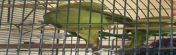Ringnecks birds for sale: Female Indian ring neck parrot  in Harrogate - Advert 4