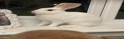 Rex rabbits for sale: Hazel and Snowy in Horsham - Advert 7