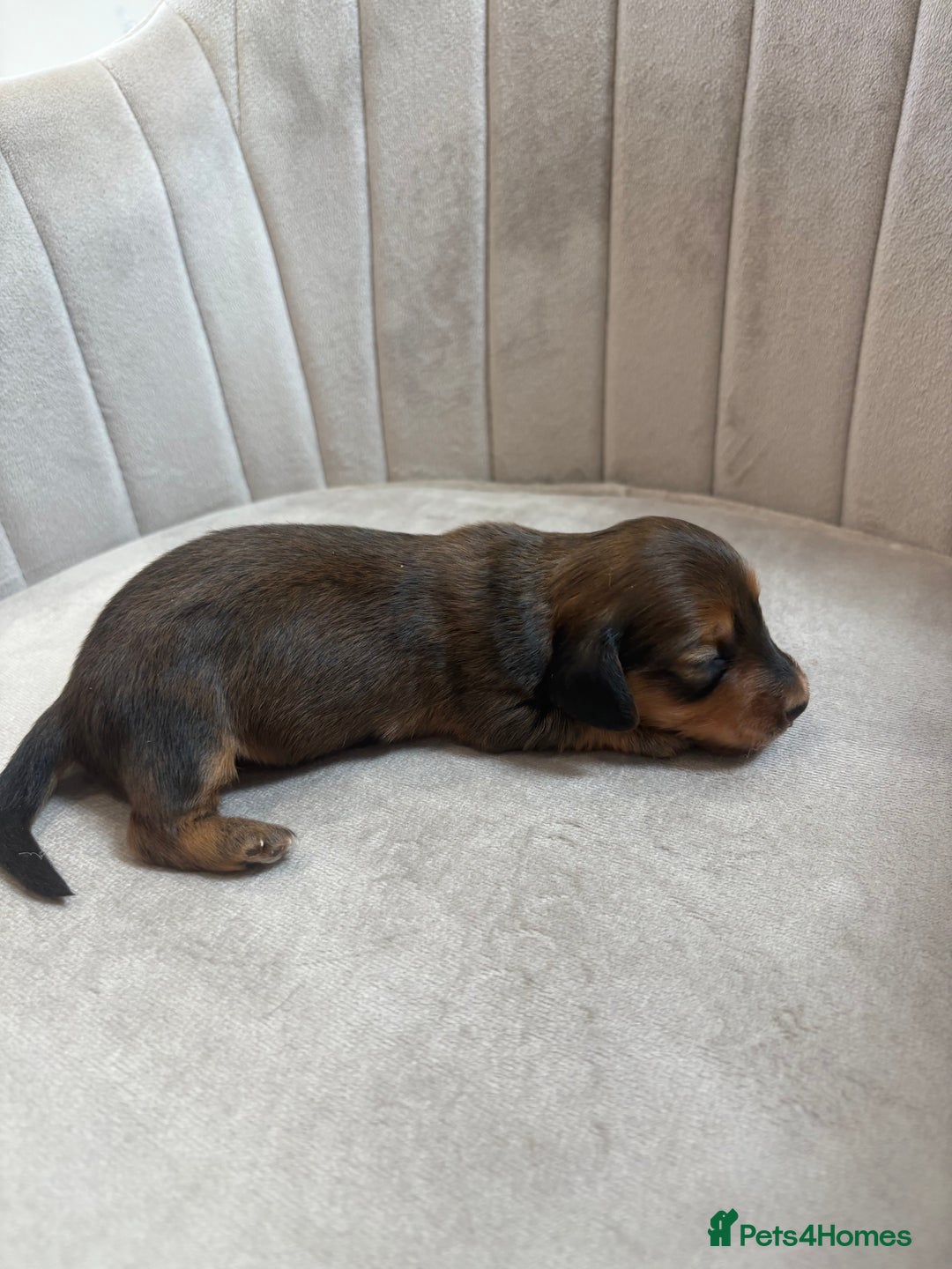 Miniature Dachshund dogs for sale: Gorgeous Long &short haired mini dachshund puppies - Image 33