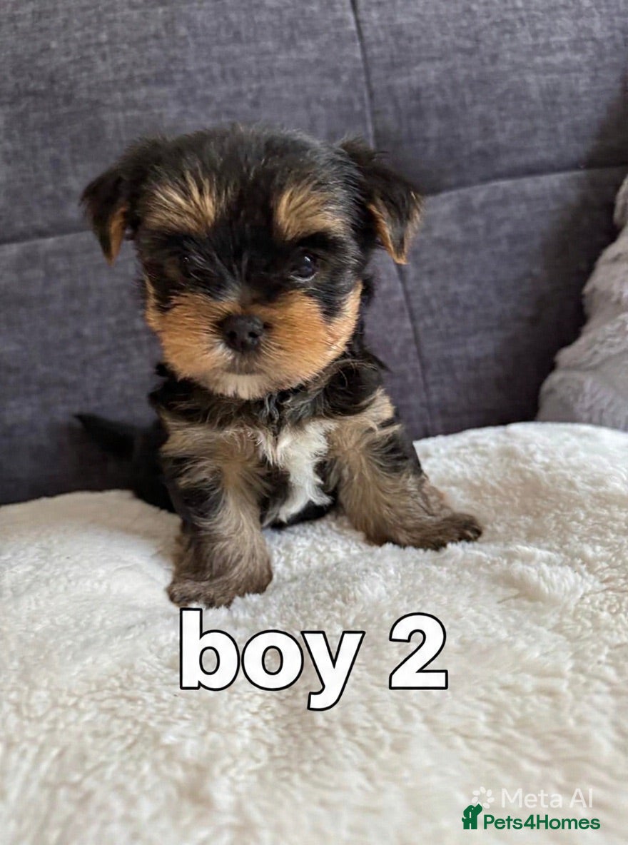 Yorkshire Terrier dogs Outstanding Pedigree Yorkshire Terrier Puppies ❤️ - Advert 2
