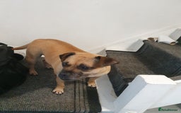 Mixed Breed dogs for sale: Pug cross staff and a bit of rottweiler  - Image 4