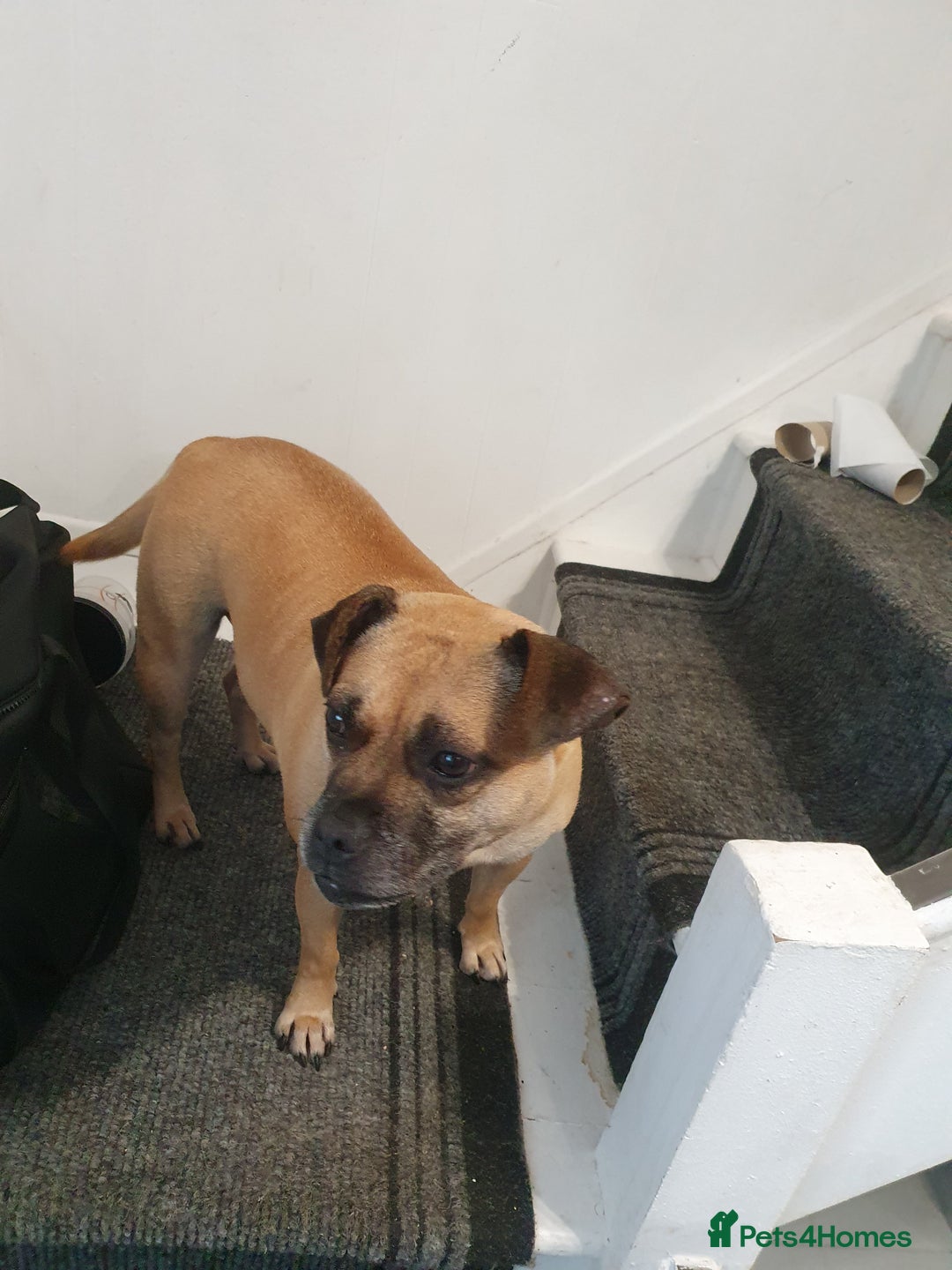 Mixed Breed dogs for sale: Pug cross staff and a bit of rottweiler  - Image 4