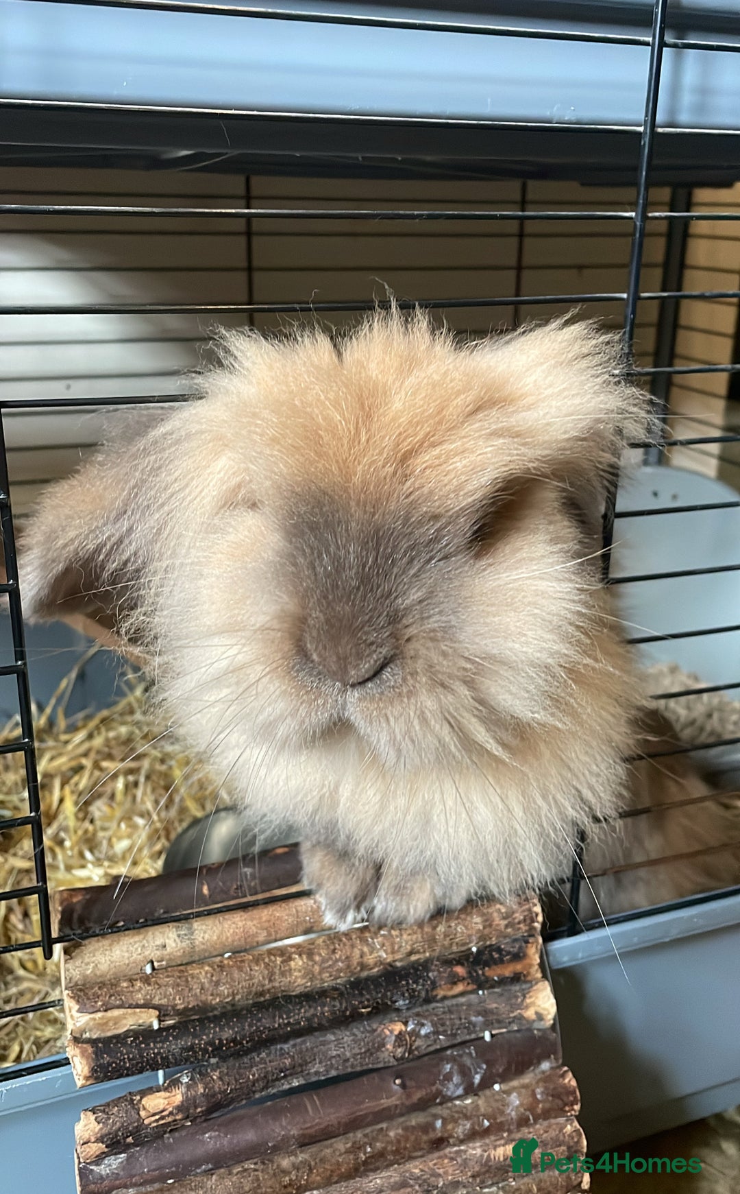 Lionhead rabbits for sale: House rabbits (Must go separate) - Advert 1