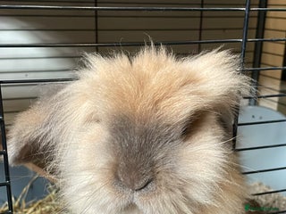 Lionhead rabbits House rabbits (Must go separate) - Advert 1