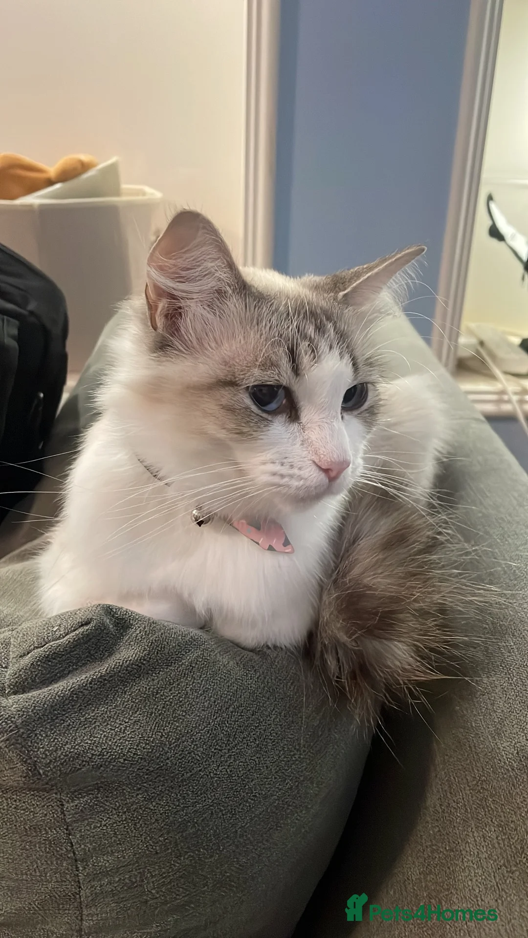 Ragdoll cats for sale: Ragdoll Female  in Manchester - Advert 1