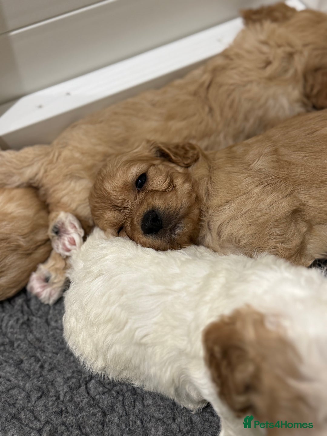 Cavapoochon dogs for sale: Cavapoochon puppies - Advert 9