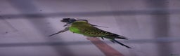Budgerigars birds for sale: Blackface/blackwing - Advert 5