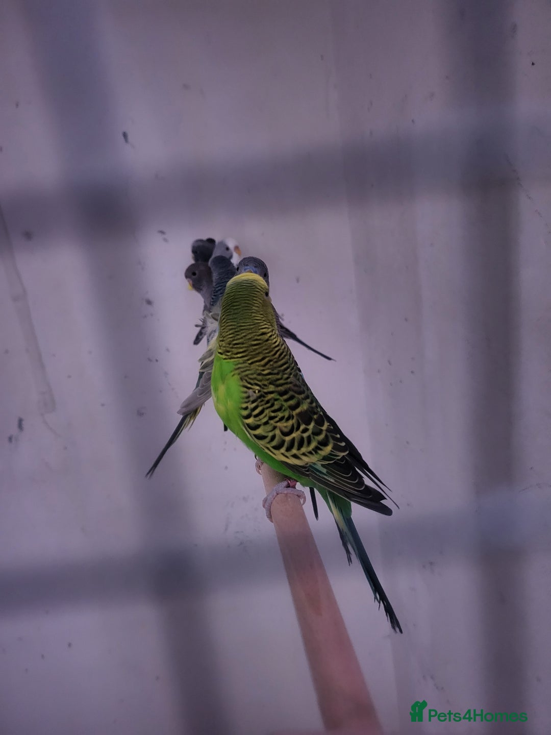 Budgerigars birds for sale: Blackface/blackwing - Advert 5