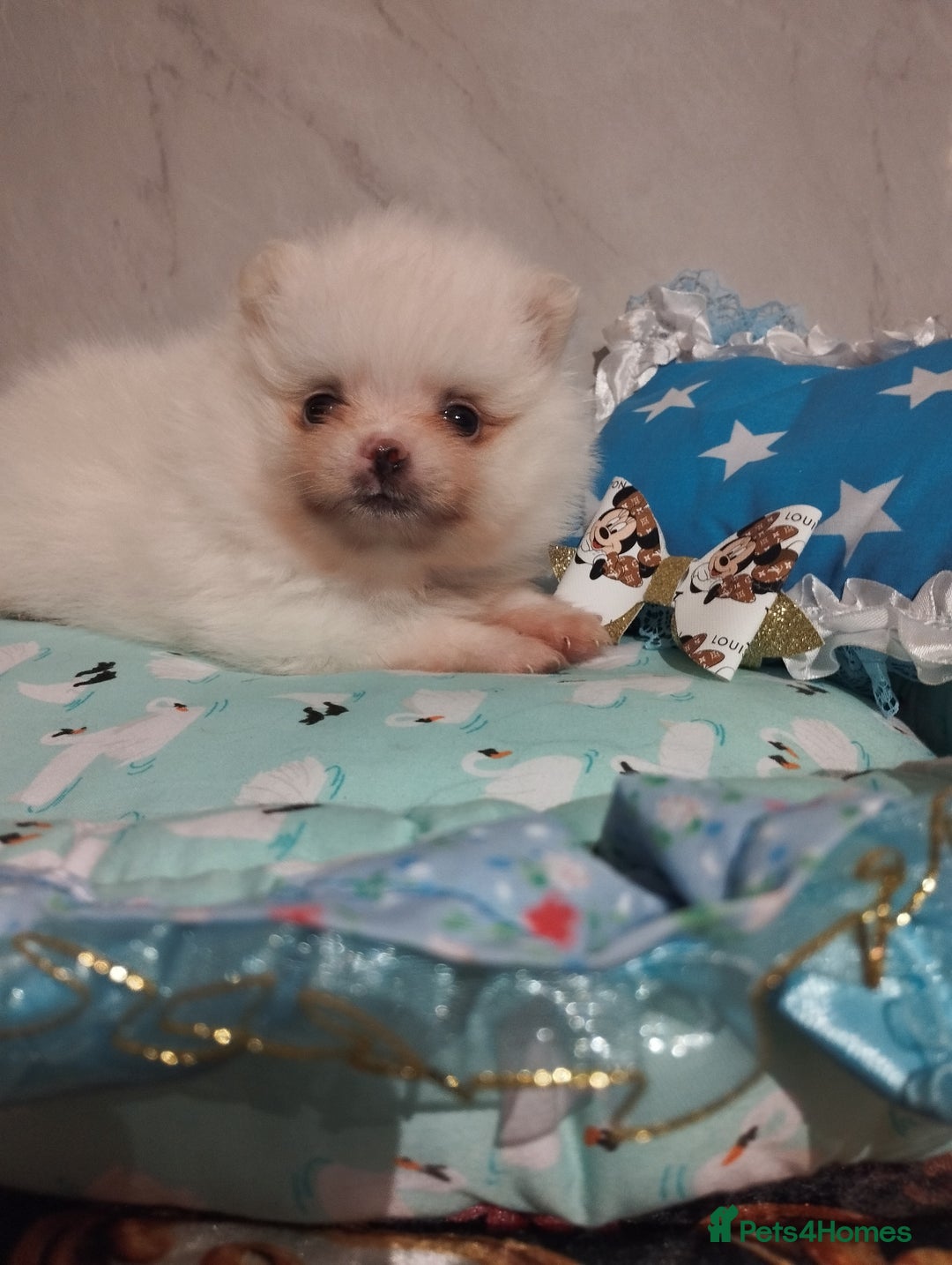 Pomeranian dogs for sale: 💝💝💝High-quality little boys💝💝💝 - Image 23