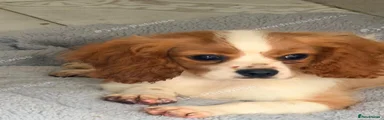 Cavalier King Charles Spaniel 4