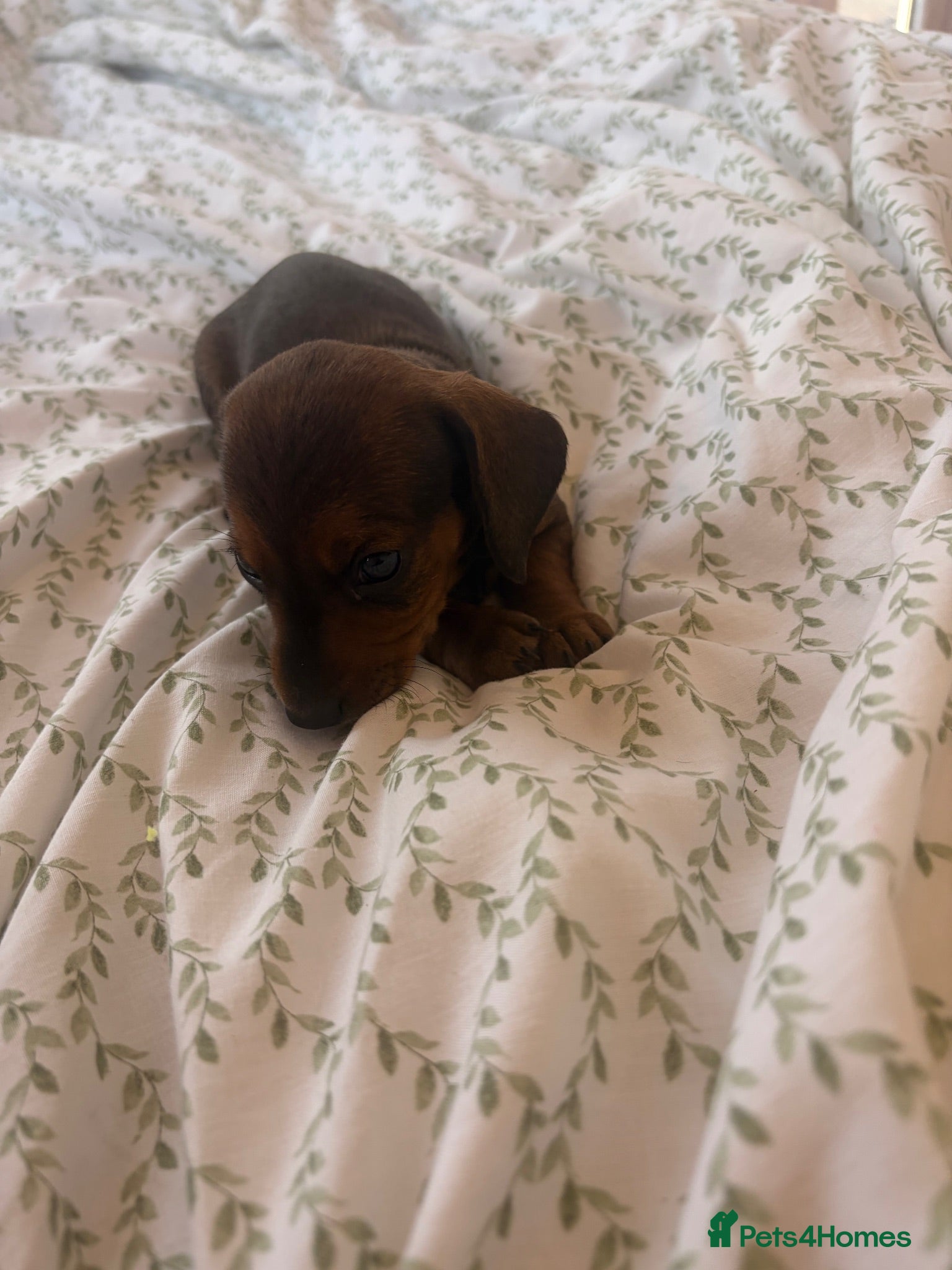 Dachshund dogs Puppies available  - Advert 12