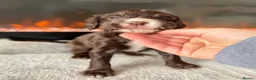Cocker Spaniel dogs for sale: 🤍 Cocker spaniel puppies 🤍 - Advert 4