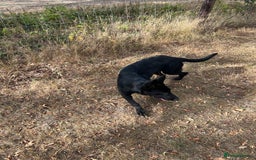 German Shepherd dogs for sale: German Shepard Puppies - Image 4