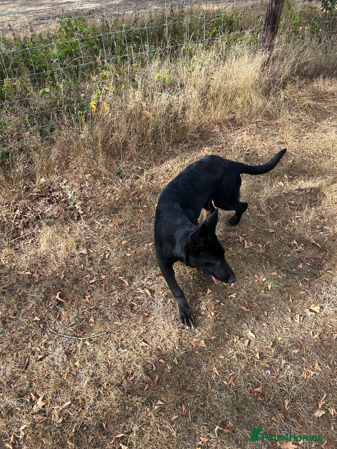 German Shepherd dogs for sale: German Shepard Puppies - Image 4