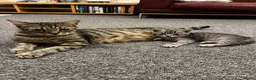Mixed Breed cats for sale: Beautiful tabby kittens for new homes🐈🐈🐈‍⬛ - Advert 5