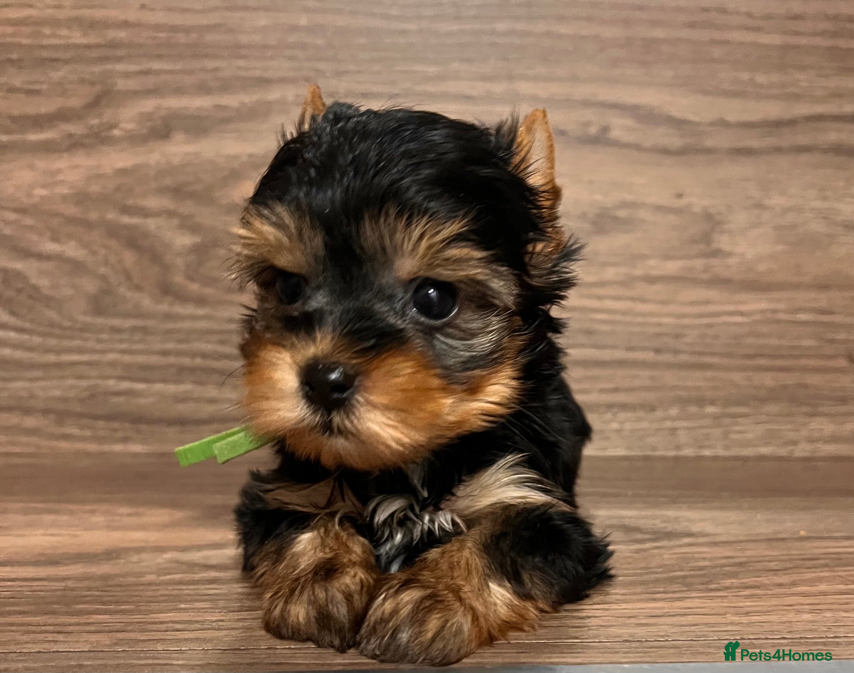 Yorkshire Terrier dogs ❣️Miniature Yorkshire Terriers Only 1 boy avitable - Advert 3
