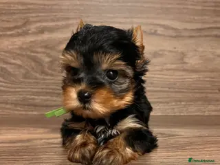 Yorkshire Terrier dogs ❣️Miniature Yorkshire Terriers Only 1 boy avitable - Advert 3