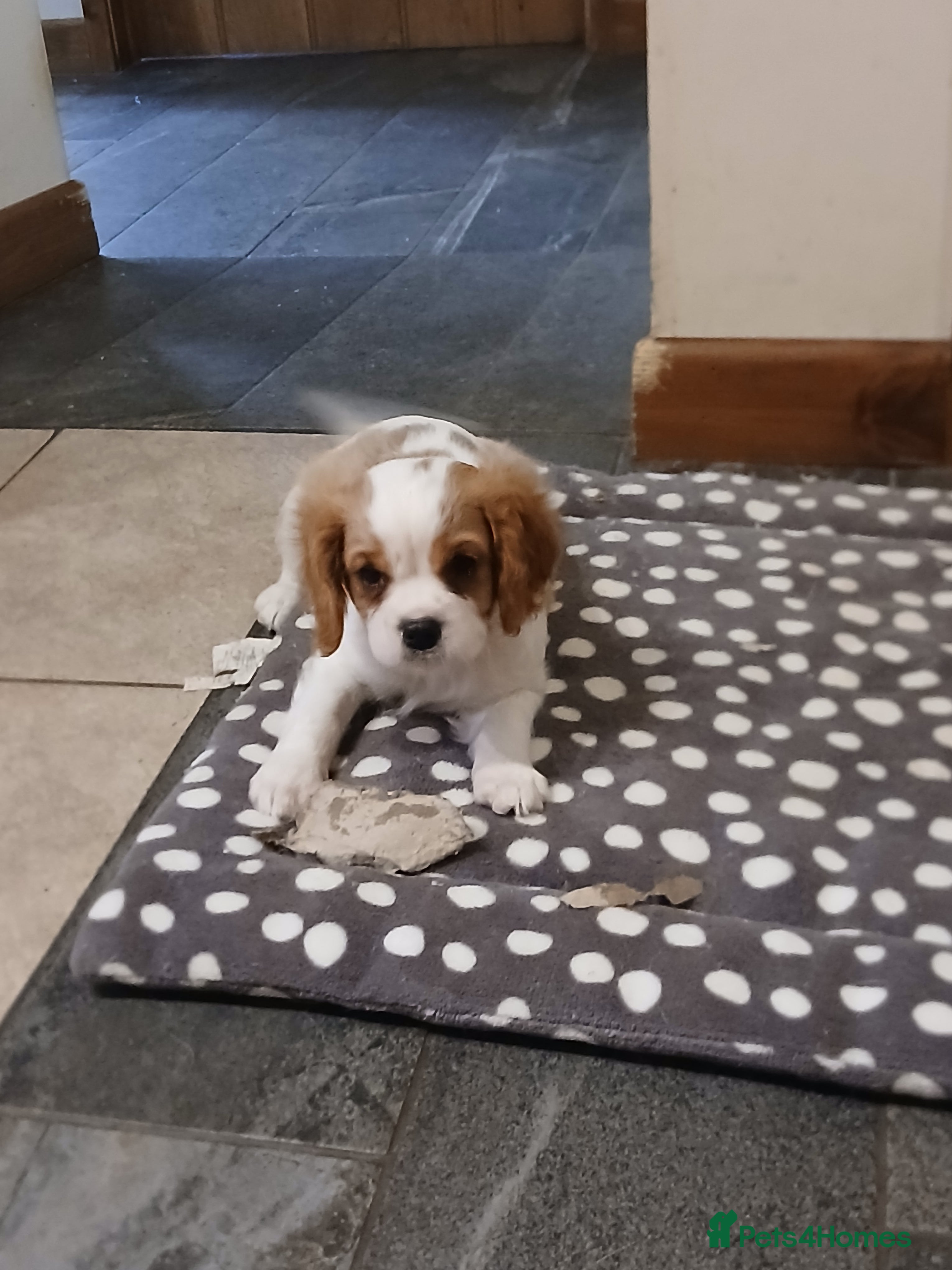 Cavalier King Charles Spaniel dogs Last boy - Advert 3