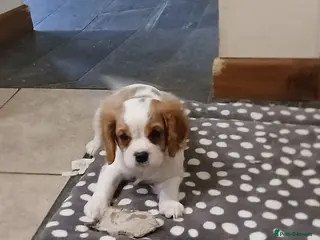 Cavalier King Charles Spaniel dogs Last boy - Advert 3