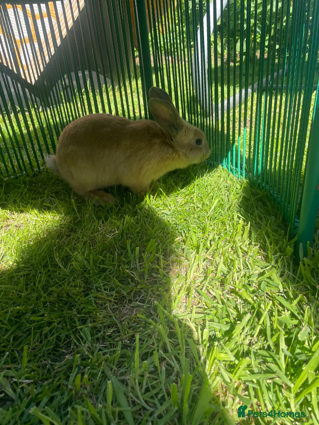 Dutch rabbits for sale: Baby Rabbit in Bolton - Advert 1