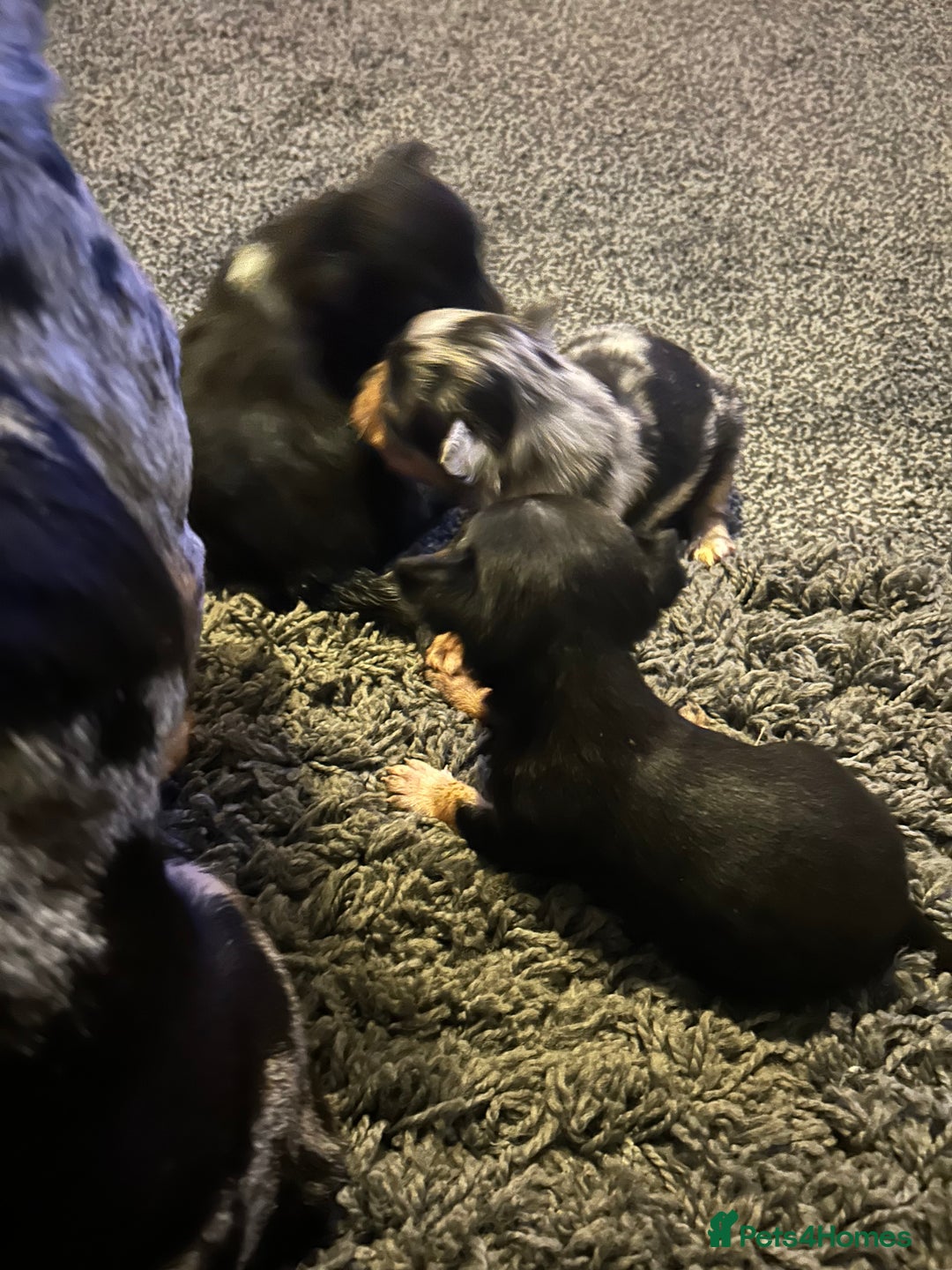 Chihuahua dogs for sale: Perfect Chihuahua pups for sale  - Advert 5