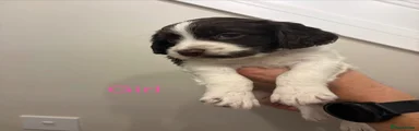 Cocker Spaniel 2
