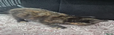 Domestic Shorthair Kitten 2