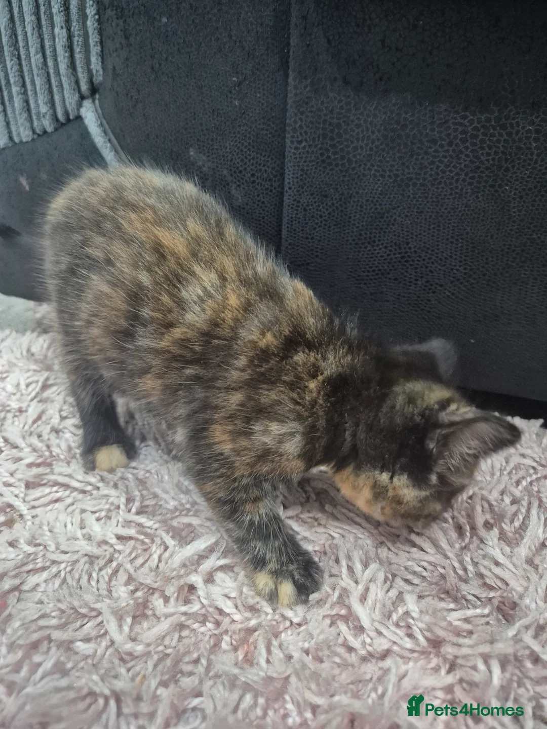 Domestic Shorthair cats for sale: 3 gorgeous kittens in Rochford - Advert 2