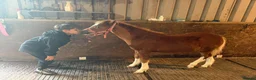Welsh Section A horses for sale: Section A colt foal  - Advert 3