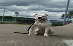 American Bulldog dogs for sale: Male bulldog - Image 7