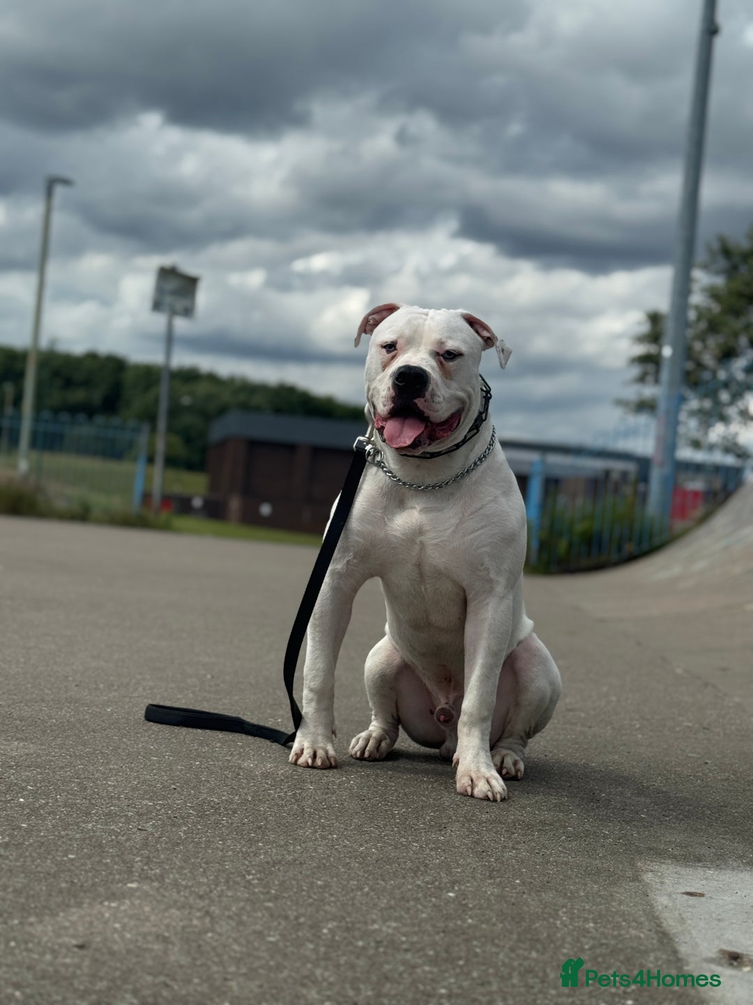 American Bulldog dogs for sale: Male bulldog - Image 7