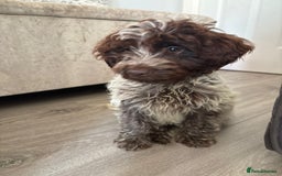 Cockapoo dogs for sale: Cockapoo F1 puppy - Image 1