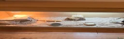 Leopard Gecko reptiles for sale: Stunning Leopard Gecko  - Advert 4