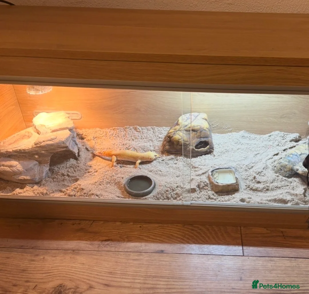 Leopard Gecko reptiles for sale: Stunning Leopard Gecko  - Advert 4