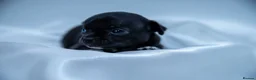 Chihuahua dogs for sale: 🌟 Exceptional Smooth-Coat Chihuahua Girls  - Advert 25