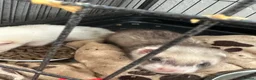 Ferret rodents for sale: £60 for Two ferret kits for sale  - Advert 2
