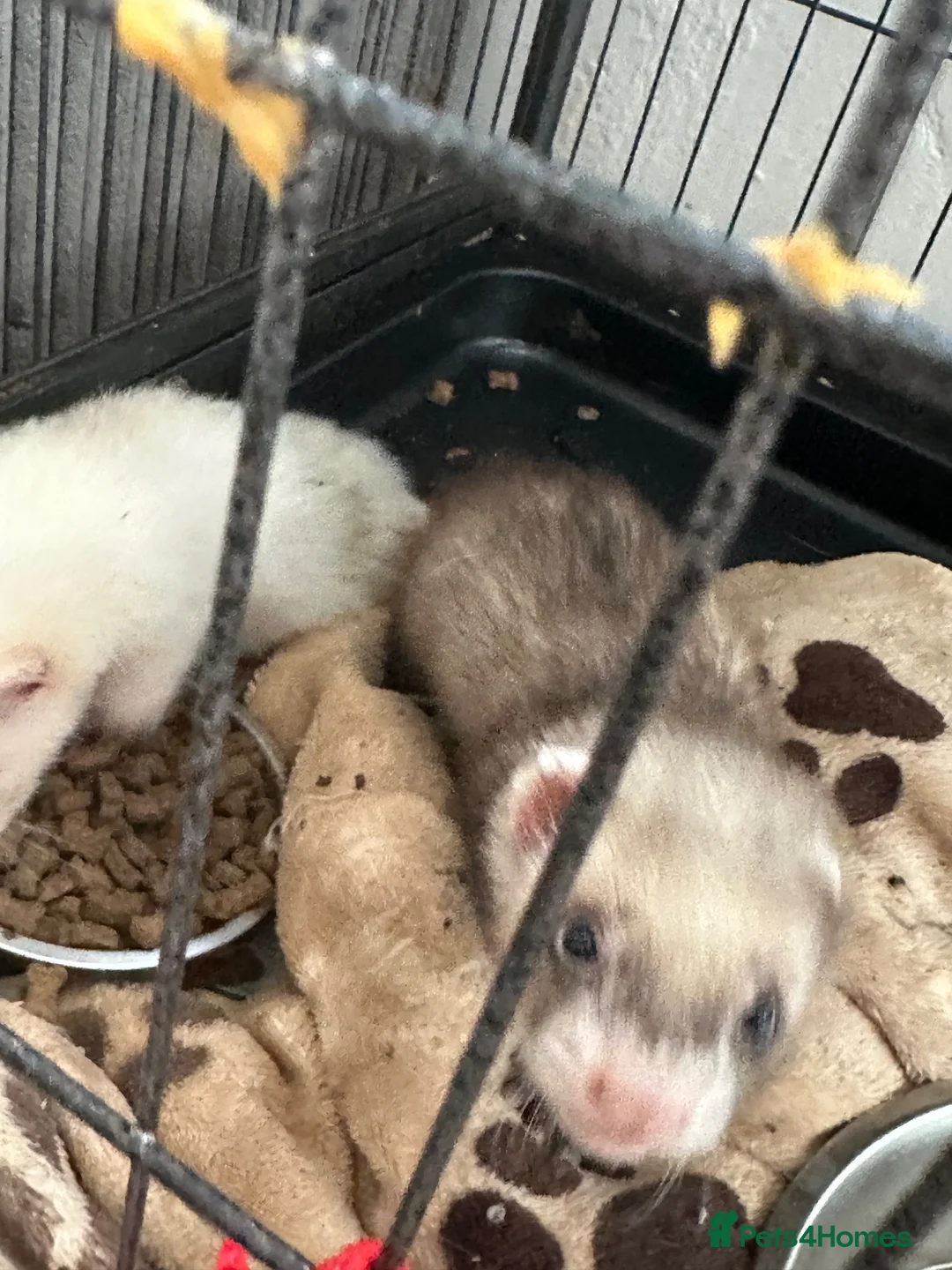 Ferret rodents for sale: £60 for Two ferret kits for sale  - Advert 2