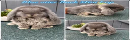 Mini Lop rabbits for sale: Mini Lops in Cradley Heath - Advert 3