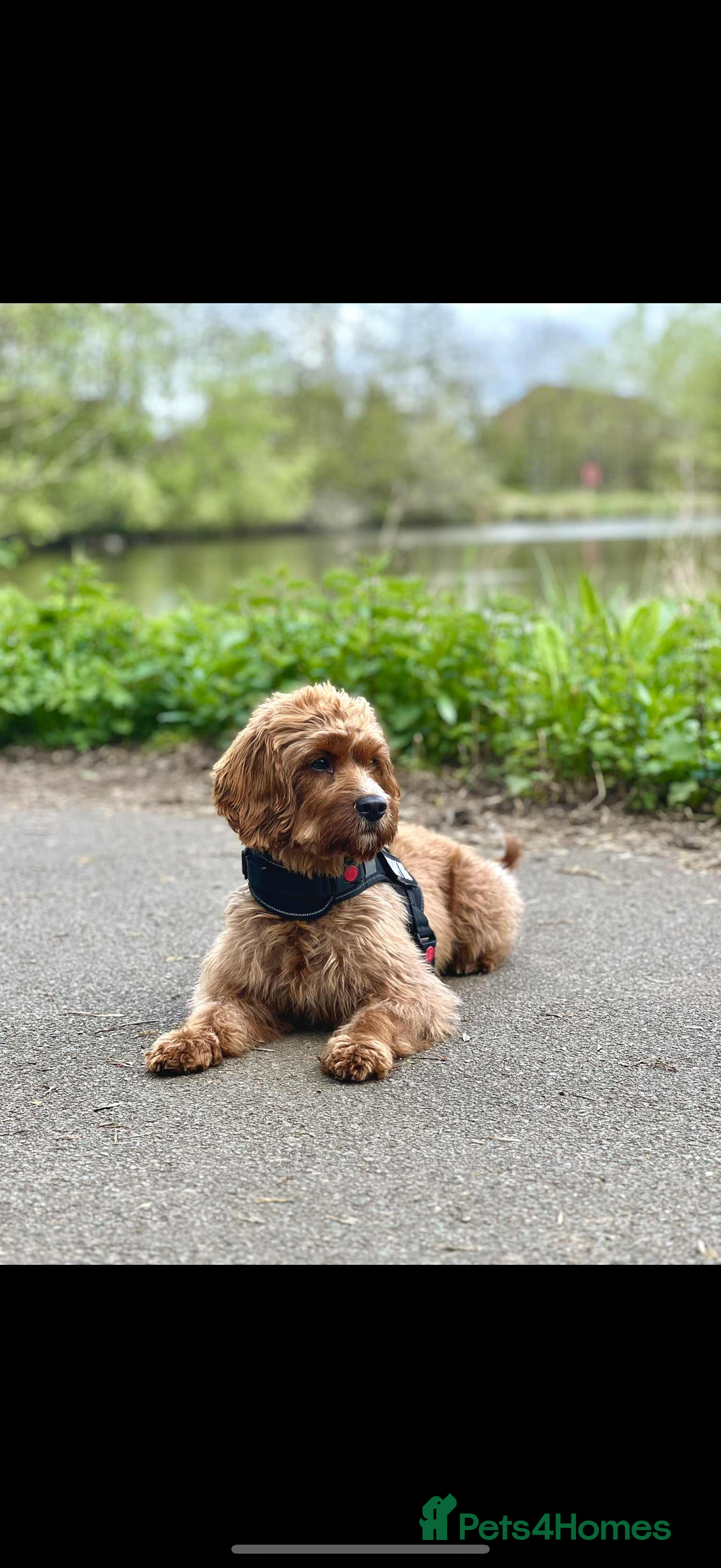 Cavapoo dogs for sale: Cavapoo F1b puppies due in December - Image 7