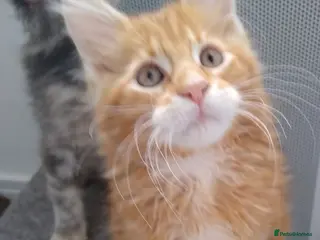 Maine Coon cats Pure breed XXL Maine Coon kittens - Advert 4
