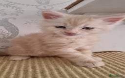 Maine Coon cats for sale: 2 Stunning Cream Pedigree Mainecoons Available  - Image 7