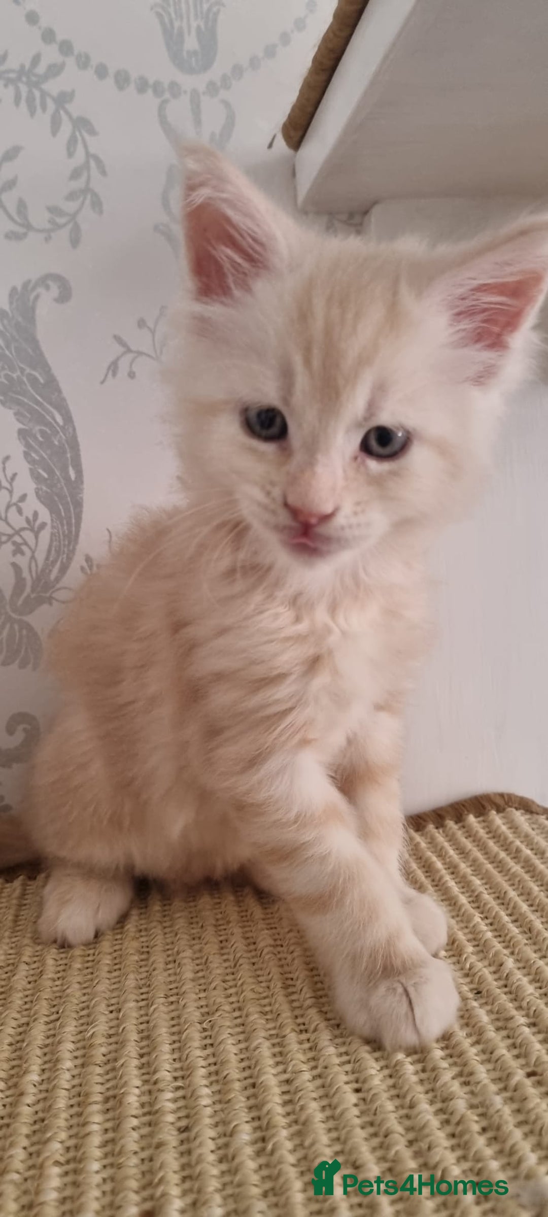 Maine Coon cats for sale: 2 Stunning Cream Pedigree Mainecoons Available  - Image 7