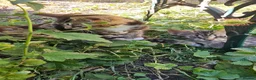 Mixed Breed cats for sale: Cute tabby kittens in London - Advert 17