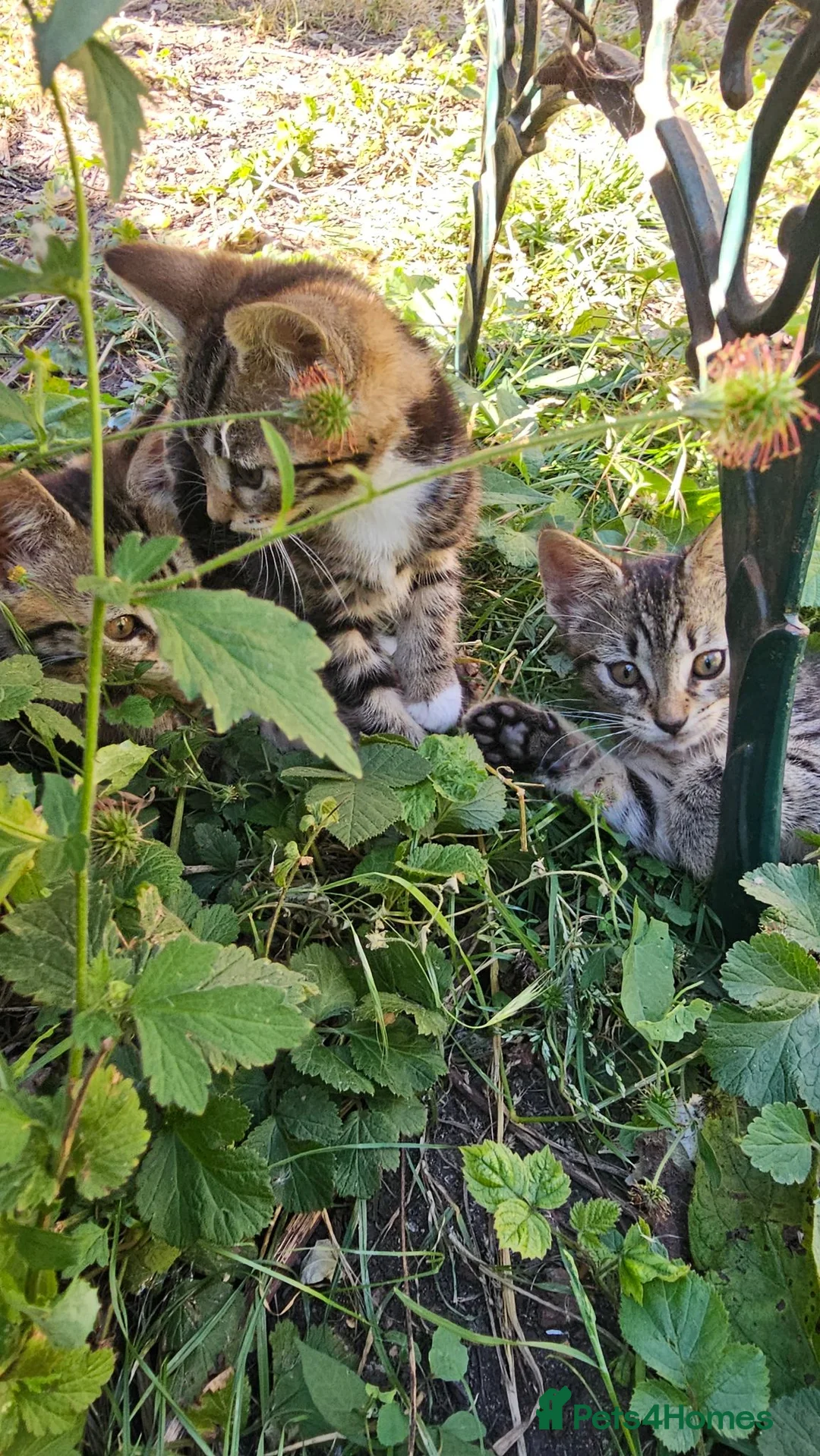 Mixed Breed cats for sale: Cute tabby kittens in London - Advert 17