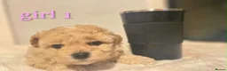 Maltipoo dogs for sale: 🐾our adorable F1 Maltipoo twin puppies🐾 - Advert 11